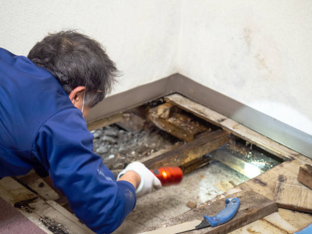 Best Mold Testing and Inspection Services in Loch Lomond, VA